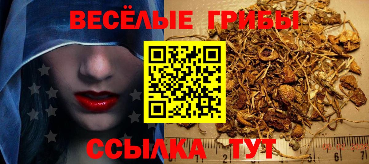 Галлюциногенные грибы Psilocybe Белореченск